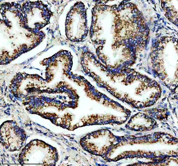 IHC analysis of ISCA2 using anti-ISCA2 antibody (A10181-1)