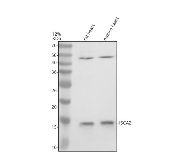 Western blot analysis of ISCA2 using anti-ISCA2 antibody (A10181-1)