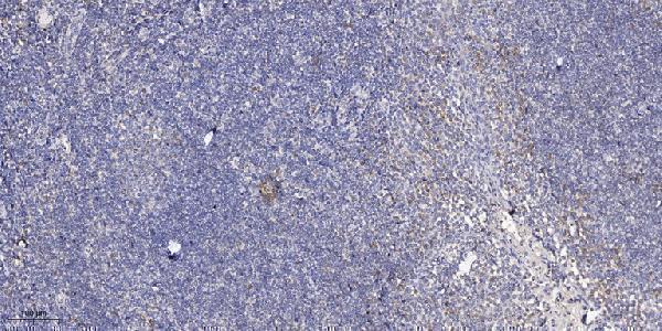 Immunohistochemical analysis of paraffin-embedded human tonsil