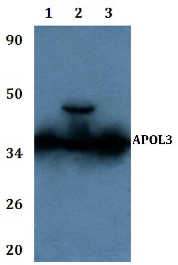 a10182 apol3 primary antiboties wb testing 1