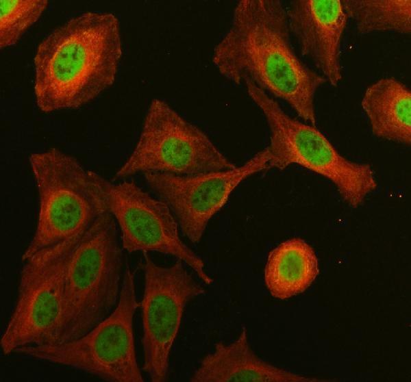 IF analysis of DHX16 using anti-DHX16 antibody (A10183-1) and anti-Alpha Tubulin antibody (M03989-3)