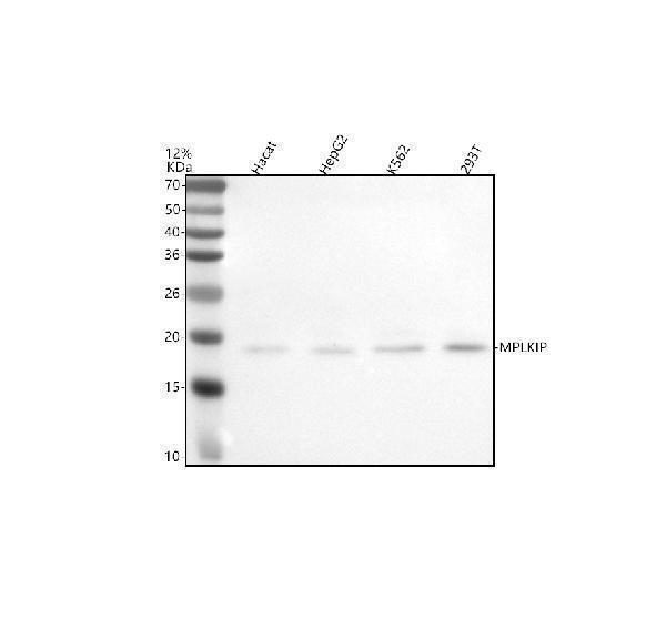  Western blot analysis of MPLKIP using anti-MPLKIP antibody (A10184-1)