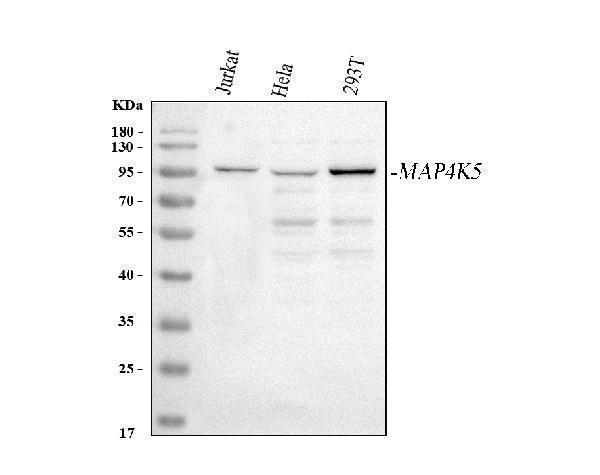 a10186 2 map4k5 primary antibodies wb testing 1