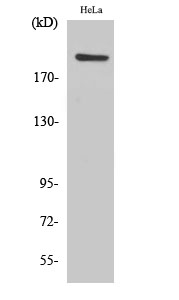 Western Blot analysis of various cells using PHF3 Polyclonal Antibody cells nucleus extracted by Minute TM Cytoplasmic and Nuclear Fractionation kit 