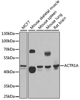 Western blot analysis of extracts of various cell lines, using ACTR1A antibody  at 1:1000 dilution