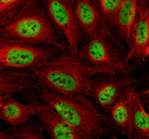 a10196 1 ergic2 primary antibodies if testing 1