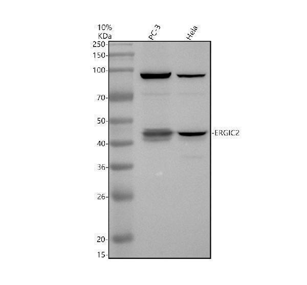 Western blot analysis of ERGIC2 using anti-ERGIC2 antibody (A10196-1)