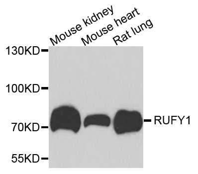 a10201 rufy1 primary antiboties wb testing 1
