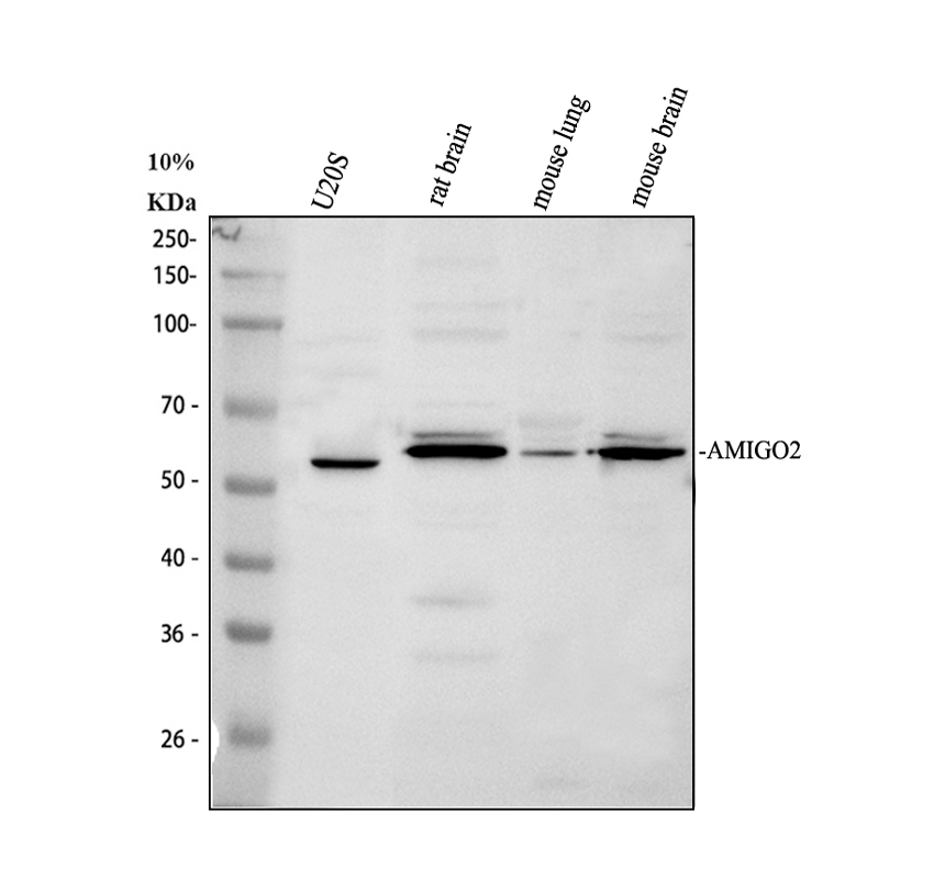 a10202 2 amigo2 primary antibodies wb testing 1