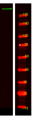 Western Blot analysis of HEK293 lysis, using primary antibody at 1:1000 dilution