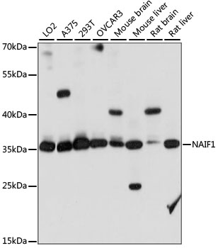 Western blot analysis of extracts of various cell lines, using NAIF1 antibody  at 1:1000 dilution