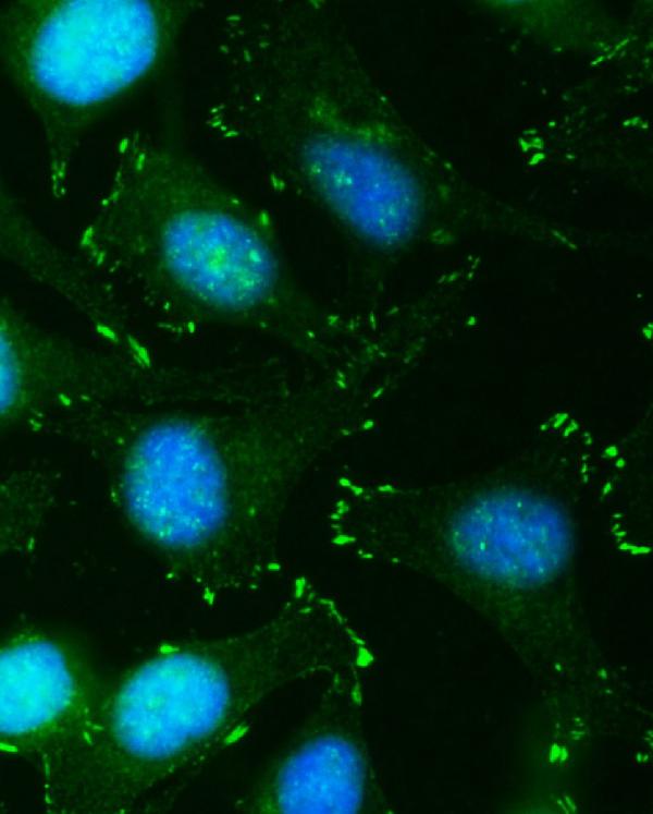 Figure 5. IF analysis of QSOX2 using anti-QSOX2 antibody (A10205-1). QSOX2 was detected in an immunocytochemical section of Hela cells. Enzyme antigen retrieval was performed using IHC enzyme antigen retrieval reagent (AR0022) for 15 mins. The cells were blocked with 10% goat serum. And then incubated with 5 microg/mL rabbit anti-QSOX2 Antibody (A10205-1) overnight at 4°C. DyLight®488 Conjugated Goat Anti-Rabbit IgG (BA1127) was used as secondary antibody at 1:100 dilution and incubated for 30 minutes at 37°C. The section was counterstained with DAPI. Visualize using a fluorescence microscope and filter sets appropriate for the label used.