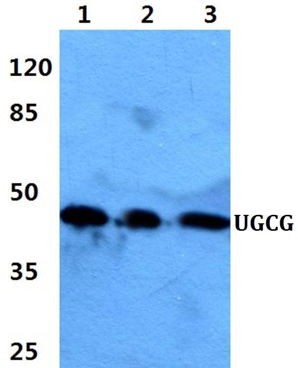 Western blot (WB) analysis of UGCG polyclonal antibody at 1:500 dilution
Lane1:Hela cell lysate
Lane2:Raw264