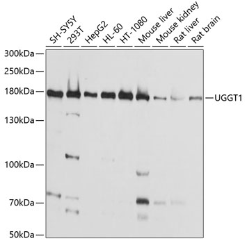 a10212 1 uggt1 primary antiboties wb testing 1