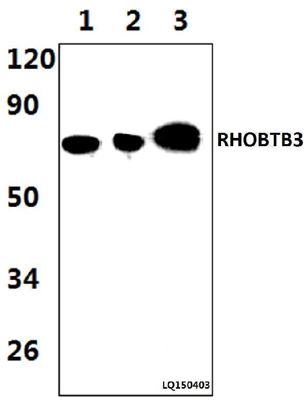 a10214 1 rhobtb3 primary antiboties wb testing 1