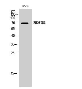a10214 rhobtb3 primary antibodies wb testing 2