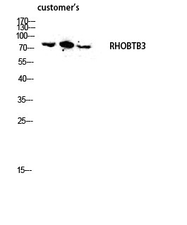 a10214 rhobtb3 primary antibodies wb testing 3