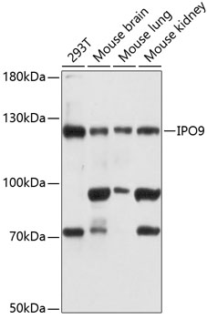 a10216 1 ipo9 primary antiboties wb testing 1