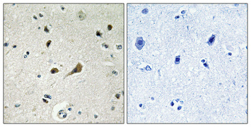 a10219 1 rpl39 primary antibodyes ihc testing 2