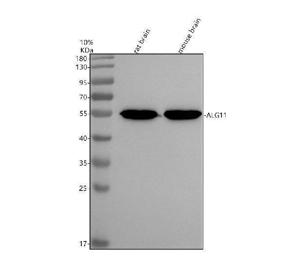 Western blot analysis of ALG11 using anti-ALG11 antibody (A10223-1)