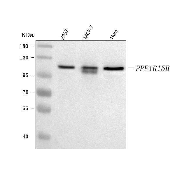 a10225 2 ppp1r15b primary antibodies wb testing 1