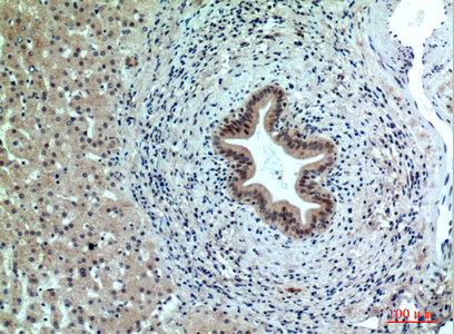 a10225 ppp1r15b primary antibodies ihc testing 3