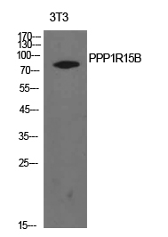 a10225 ppp1r15b primary antibodies wb testing 2