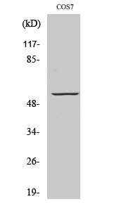 a10226 gpr101 primary antibodies wb testing 2