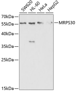 Western blot analysis of extracts of various cell lines, using MRPS30 antibody  at 1:1000 dilution