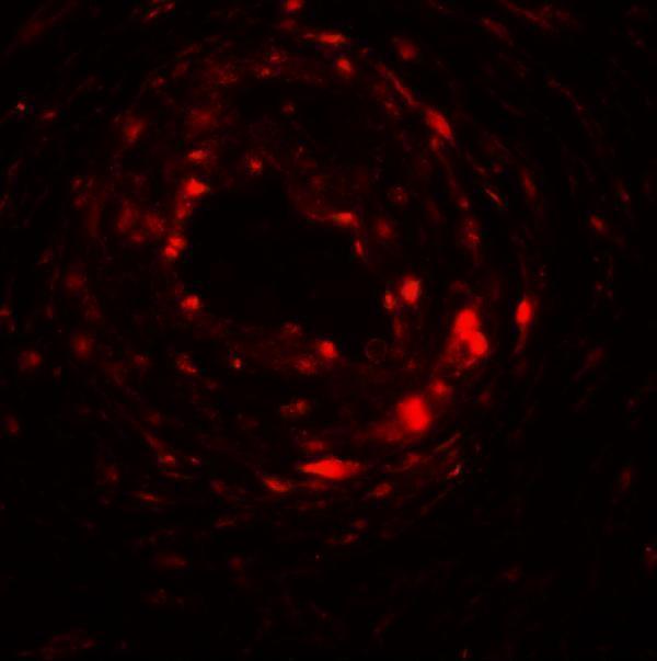 Immunofluorescence of UPK1B in human bladder muscle tissue with UPK1B antibody at 20 μg/mL