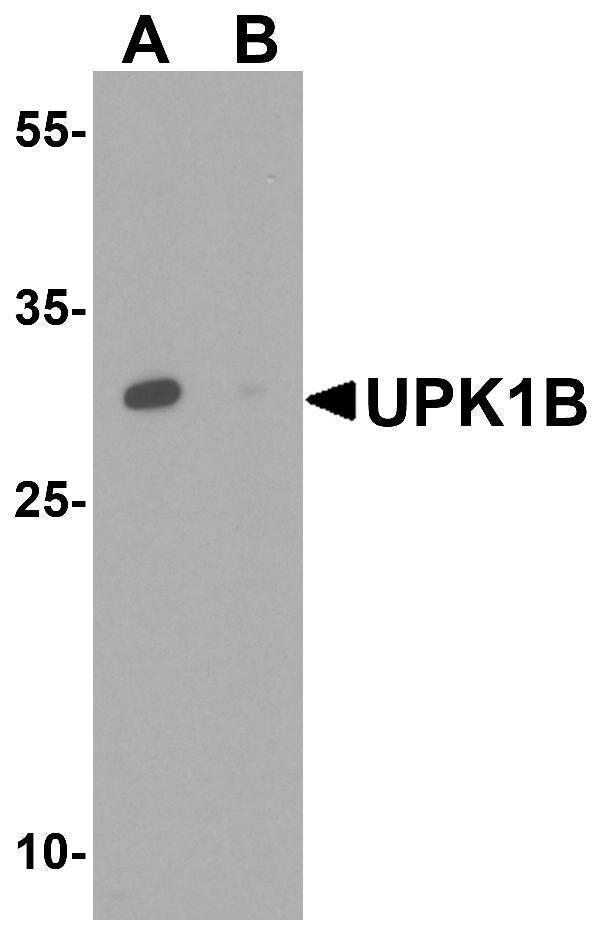 Western blot analysis of UPK1B in human kidney tissue lysate with UPK1B antibody at 1 μg/mL in the (A) absence and (B) presence of blocking peptide