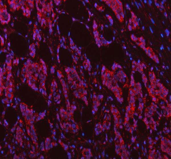 a10231 1 ndufb7 primary antibodies if testing 1