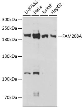 a10235 fam208a primary antiboties wb testing 1