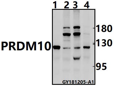 a10236 prdm10 primary antiboties wb testing 1