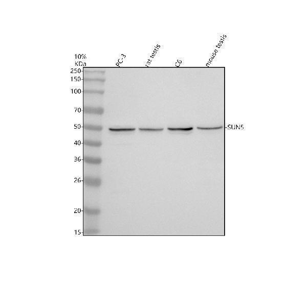 a10237 2 sun5 primary antibodies wb testing 1