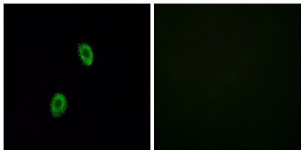 Immunofluorescence analysis of HUVEC cells, using OR1D2 Antibody
