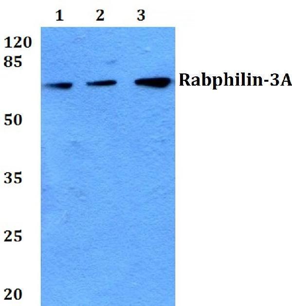 a10247 1 rph3a primary antiboties wb testing 1