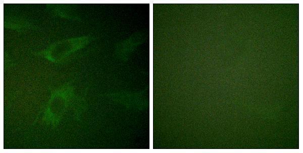a10247 rph3a primary antibodies if testing 1