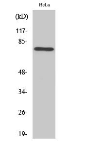 Western Blot analysis of various cells using Rabphilin-3A Polyclonal Antibody
