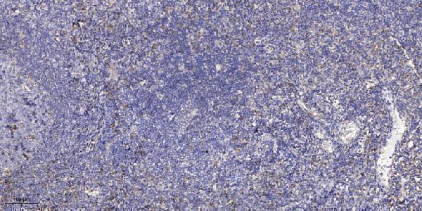 Immunohistochemical analysis of paraffin-embedded human tonsil