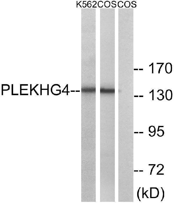Western blot analysis of lysates from COS7 and K562 cells, using PLEKHG4 Antibody