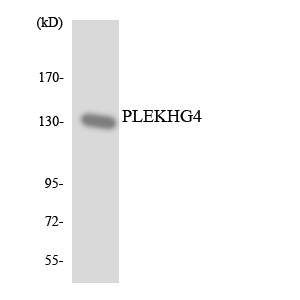 Western blot analysis of the lysates from HUVECcells using PLEKHG4 antibody