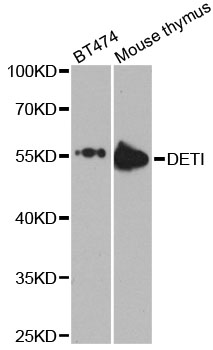 a10253 det1 primary antiboties wb testing 1