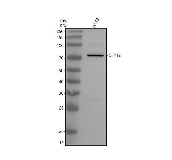 a10256 1 gfpt2 primary antibodies wb testing 1