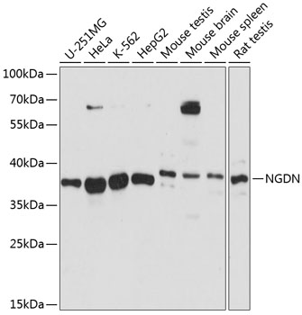 Western blot analysis of extracts of various cell lines, using NGDN antibody  at 1:3000 dilution