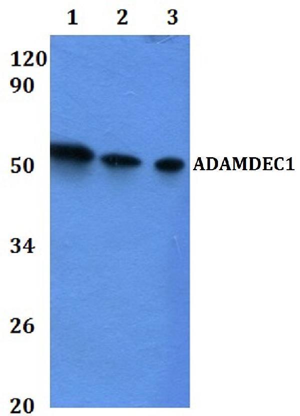 a10260 adamdec1 primary antiboties wb testing 1