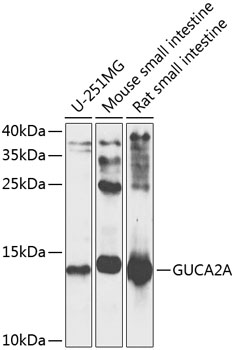 a10262 guca2a primary antiboties wb testing 1