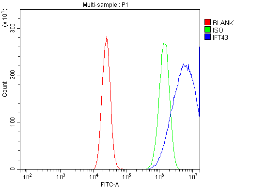 Figure 4. Flow Cytometry analysis of Caco-2 cells using anti-IFT43 antibody (A10264). Overlay histogram showing Caco-2 cells stained with A10264 (Blue line). To facilitate intracellular staining, cells were fixed with 4% paraformaldehyde and permeabilized with permeabilization buffer. The cells were blocked with 10% normal goat serum. And then incubated with rabbit anti-IFT43 Antibody (A10264, 1 microg/1x106 cells) for 30 min at 20°C. DyLight®488 conjugated goat anti-rabbit IgG (BA1127, 5-10 microg/1x106 cells) was used as secondary antibody for 30 minutes at 20°C. Isotype control antibody (Green line) was rabbit IgG (1 microg/1x106) used under the same conditions. Unlabelled sample without incubation with primary antibody and secondary antibody (Red line) was used as a blank control.
