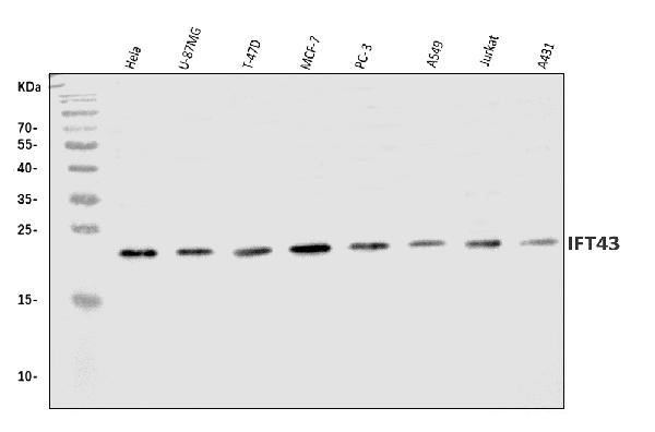 Figure 1. Western blot analysis of IFT43 using anti-IFT43 antibody (A10264). Electrophoresis was performed on a 5-20% SDS-PAGE gel at 70V (Stacking gel) / 90V (Resolving gel) for 2-3 hours. The sample well of each lane was loaded with 30 ug of sample under reducing conditions. Lane 1: human Hela whole cell lysates, Lane 2: human U-87MG whole cell lysates, Lane 3: human T-47D whole cell lysates, Lane 4: human MCF-7 whole cell lysates, Lane 5: human PC-3 whole cell lysates, Lane 6: human A549 whole cell lysates, Lane 7: human Jurkat whole cell lysates, Lane 8: human A431 whole cell lysates. After electrophoresis, proteins were transferred to a nitrocellulose membrane at 150 mA for 50-90 minutes. Blocked the membrane with 5% non-fat milk/TBS for 1.5 hour at RT. The membrane was incubated with rabbit anti-IFT43 antigen affinity purified polyclonal antibody (Catalog # A10264) at 0.5 microg/mL overnight at 4°C, then washed with TBS-0.1%Tween 3 times with 5 minutes each and probed with a goat anti-rabbit IgG-HRP secondary antibody at a dilution of 1:5000 for 1.5 hour at RT. The signal is developed using an Enhanced Chemiluminescent detection (ECL) kit (Catalog # EK1002) with Tanon 5200 system. A specific band was detected for IFT43 at approximately 23 kDa. The expected band size for IFT43 is at 23 kDa.