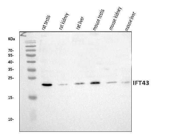 Figure 2. Western blot analysis of IFT43 using anti-IFT43 antibody (A10264). Electrophoresis was performed on a 5-20% SDS-PAGE gel at 70V (Stacking gel) / 90V (Resolving gel) for 2-3 hours. The sample well of each lane was loaded with 30 ug of sample under reducing conditions. Lane 1: rat testis tissue lysates, Lane 2: rat kidney tissue lysates, Lane 3: rat liver tissue lysates, Lane 4: mouse testis tissue lysates, Lane 5: mouse kidney tissue lysates, Lane 6: mouse liver tissue lysates. After electrophoresis, proteins were transferred to a nitrocellulose membrane at 150 mA for 50-90 minutes. Blocked the membrane with 5% non-fat milk/TBS for 1.5 hour at RT. The membrane was incubated with rabbit anti-IFT43 antigen affinity purified polyclonal antibody (Catalog # A10264) at 0.5 microg/mL overnight at 4°C, then washed with TBS-0.1%Tween 3 times with 5 minutes each and probed with a goat anti-rabbit IgG-HRP secondary antibody at a dilution of 1:5000 for 1.5 hour at RT. The signal is developed using an Enhanced Chemiluminescent detection (ECL) kit (Catalog # EK1002) with Tanon 5200 system. A specific band was detected for IFT43 at approximately 23 kDa. The expected band size for IFT43 is at 23 kDa.